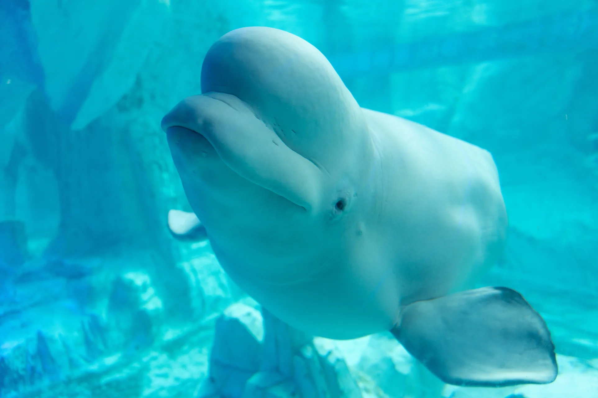 Imagen de una beluga sumergida.