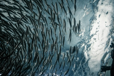 Los meses sin R son perfectos para disfrutar de las sardinas: consejos para cocinar y sacar el máximo partido a este pescado