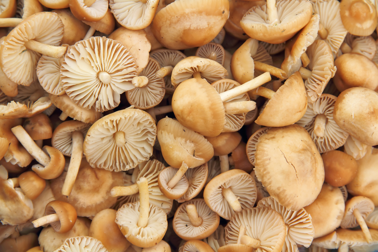 Setas de primavera: especies, sabores y platos para descubrirlas