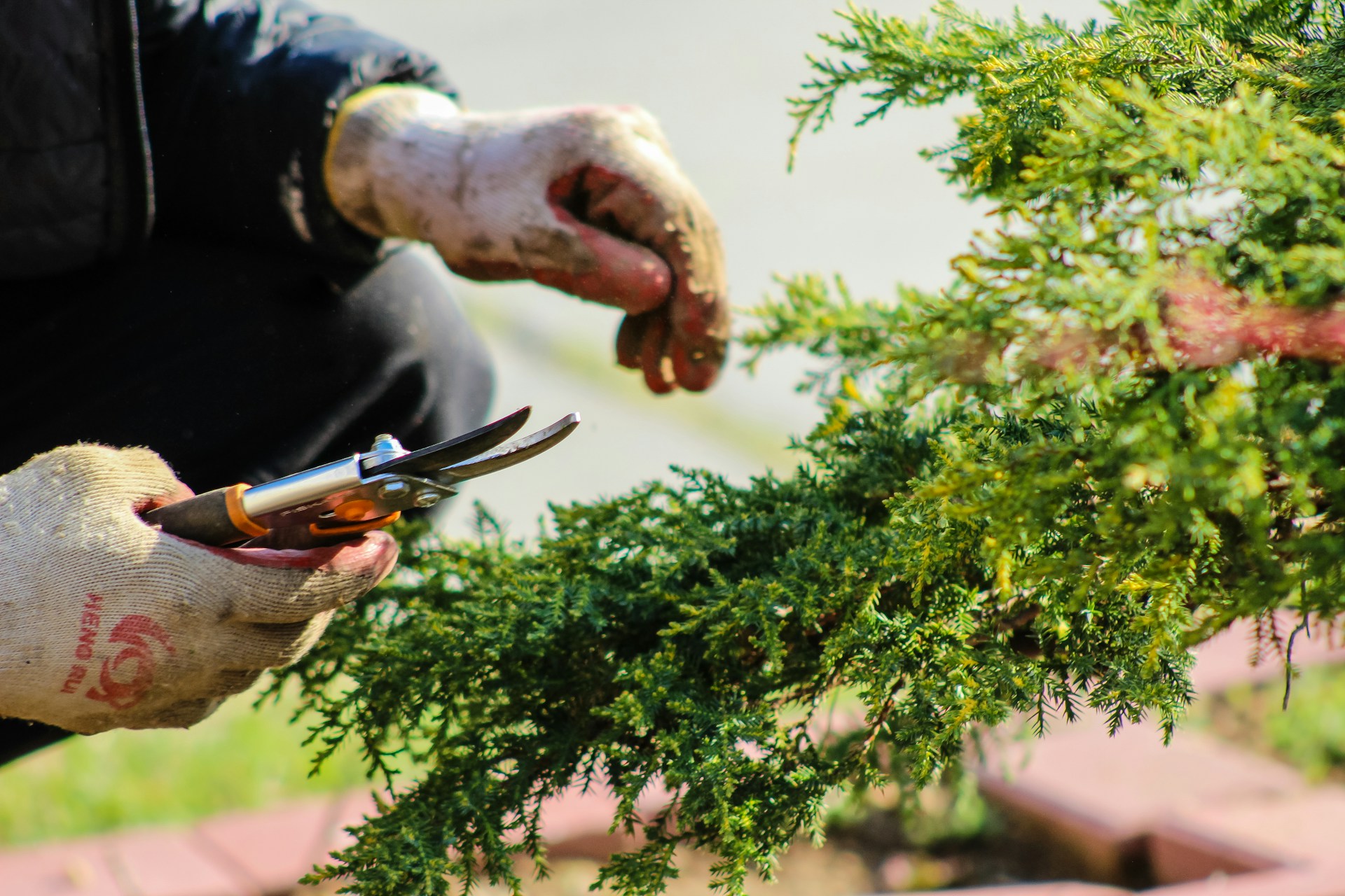 También hay tendencias en la primavera: así serán los jardines este 2026