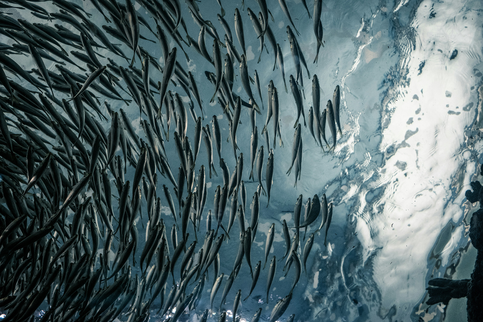 Los meses sin R son perfectos para disfrutar de las sardinas: consejos para cocinar y sacar el máximo partido a este pescado